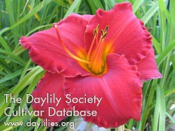 Daylily Bayard Lombard